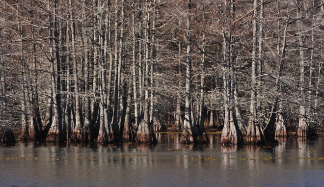 cypress trees in water in east texas